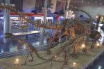 Sunproof Fiberglass Dinosaur Skeleton For Large Entertainment Venue Decoration