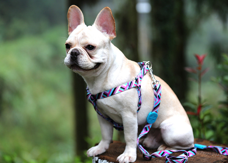 Easy Pull Dog Walking Harness For Hiking