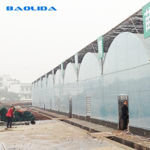 Quality PE Film Tunnel Multi Span Greenhouse High Large Size Anti UV Multi Span Greenhouse wholesale