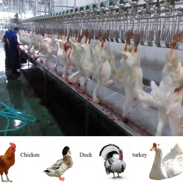 Customized Design Nanjing Changxun Chicken Abattoir Production Line Slaughter House Equipment