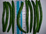 IQF Frozen Green Beans S , M Size