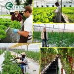 Grow Your Own Vegetables Fruits and Flowers with Our Commercial Greenhouse