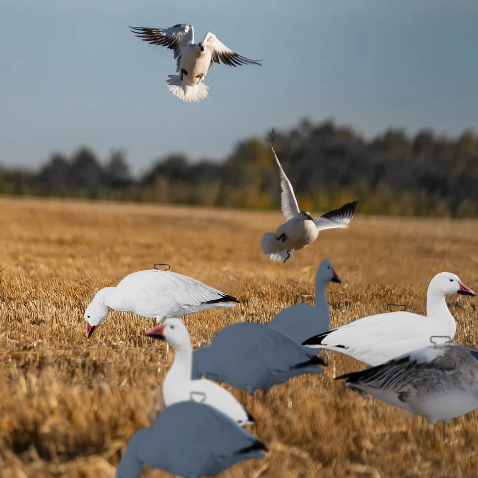 Snow Goose Hunting Decoy Eva Plastic Flocked Silhouette Geese Decoys Juvenile Geese Design