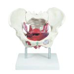 Pvc Education Tasteless Anatomical Pelvis Model