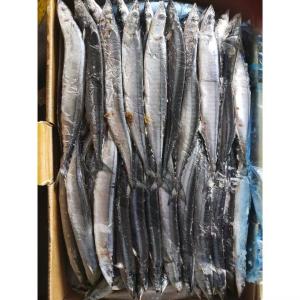 Quality 105g - 125g BQF Frozen Pacific Saury Fish wholesale