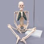 Hospital Education 85cm Life Size Skeleton Anatomy Model With Ligaments