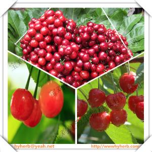 Quality Hot selling in 2016 Acerola Cherry Extract 5:1 wholesale