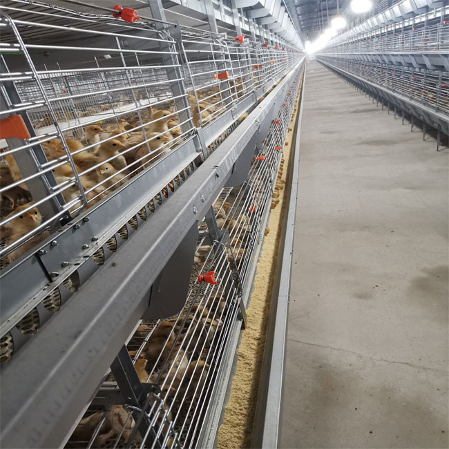 H Type Broiler Cage With Poultry Drinking System