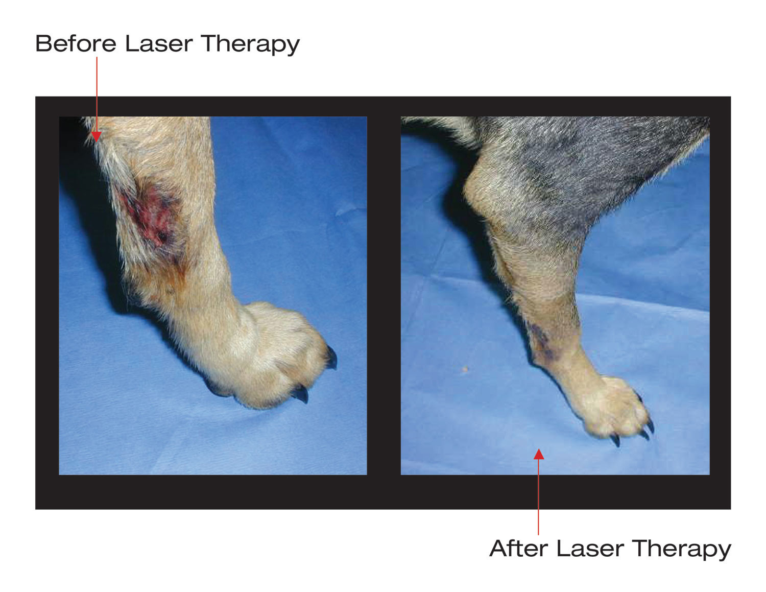 Portable Veterinary Laser Therapy Machine