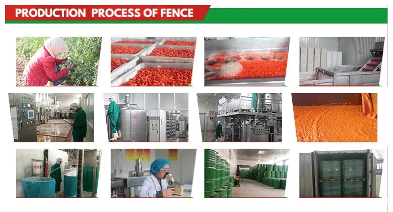 Fresh Goji Berry made of Healthy Concentrate Goji Juice goji juice concentrate extracting fresh juice goji berry