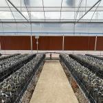 Serre Invernadero Tomato Multi Span Greenhouse Agricultural with Intelligent
