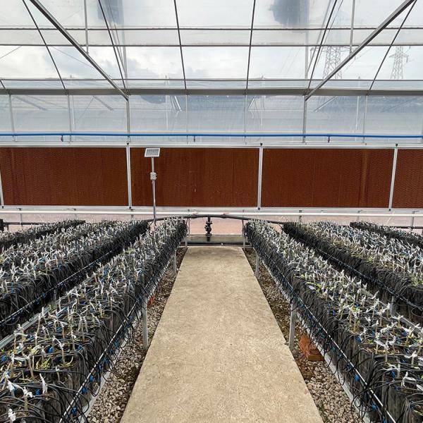 Serre Invernadero Tomato Multi Span Greenhouse Agricultural with Intelligent