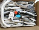 100% Net Weight 100-120g BQF Frozen Whole Sardines