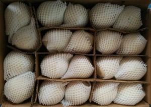 Quality HACCP White Chinese Ya Pears wholesale