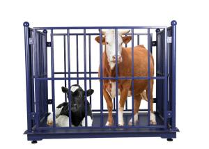 Quality Portable 3T Livestock Weighing Scales Carbon Steel wholesale