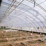Arched Roof Hydroponic Greenhouse for Aquaculture and Vegetable Cultivation