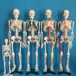 School Medical Simulation Pvc 180cm Tall Human Skeleton Model