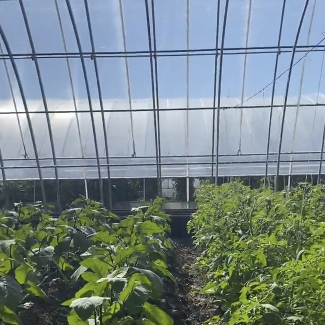 Vegetable Sunlight Greenhouse System