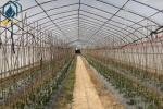 OEM Easily Assembled Tunnel Greenhouse Small Vegetables Farming Greenhouse