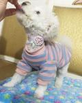 Fashionable Custom Pet Collars Eco - Friendly For Pet Outdoor Activities