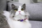 Kitten Reflective Cute Breakaway Bow Tie Cat Collar With Bell