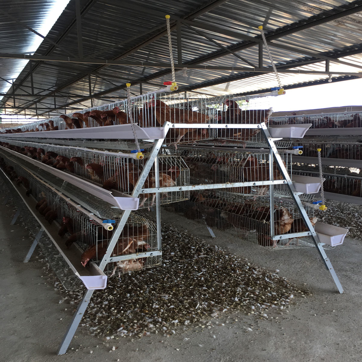 160 Birds Egg Layer Chicken Cage A Type Equipments For Poultry Farms