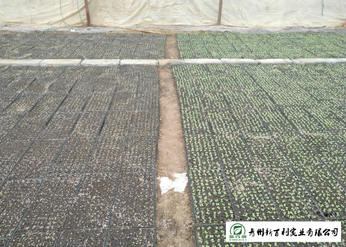 Healthy Chinese Flat Cabbage , Early Round Dutch Cabbage Natural Green