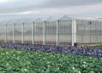 Hydroponic Planting Agricultural Polycarbonate Greenhouse