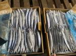 IFS High Protein #3 BQF Frozen Pacific Saury Fish