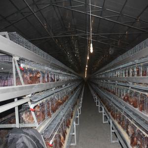 Quality Full Automatic Battery Chicken Cage A Type Galvanized Silver Color wholesale