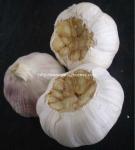 Automatic Garlic Peeling Machine for Sale