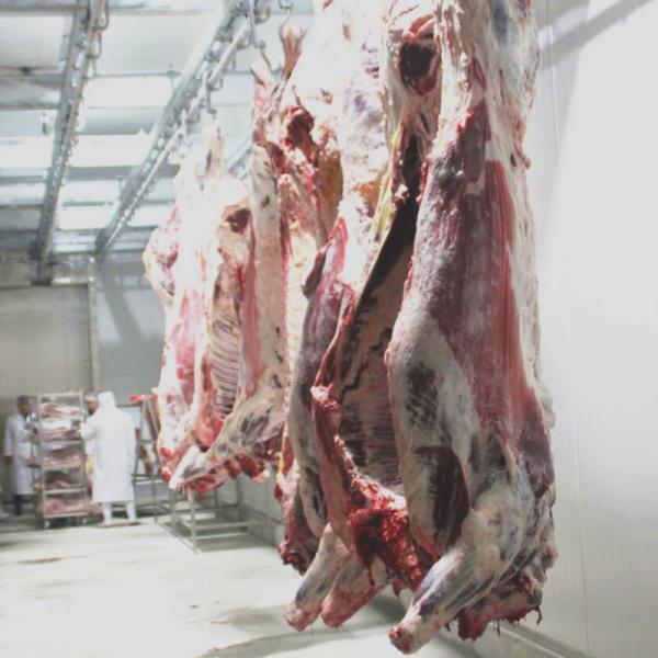 ISO9001 CE Slaughterhouse Cow Machine Stainless Steel 304 Cow Feet Hair Removing