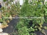 Agriculture Mulch 3.2m Landscape Weed Barrier Fabric 100GSM