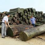 Africa Natural Koto Wood Veneer Quarter Cut Straight Grain Good Quality For