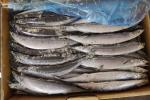 1# BQF Seafrozen Pacific Saury Fish With Bulk Packaging