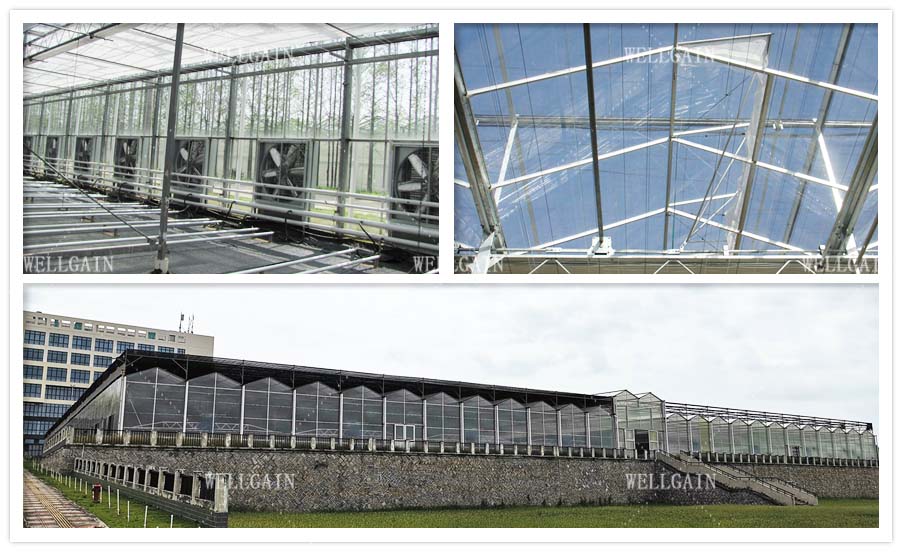 Steel Frame Large Polycarbonate Greenhouse With Precision Climate Control