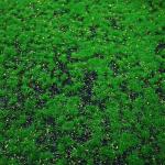 Indoor Cloth Artificial Moss Mat 100*100cm Landscape Fake Green Grass Wall