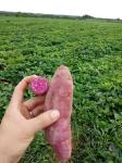 IQF Frozen Purple Sweet Potato, random cut