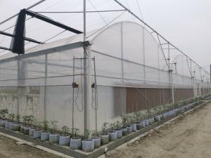 Quality Flower Multi-tunnel Po Film Multi-span Greenhouse With Modern Automatic Control Equipment wholesale
