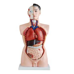 Quality 85cm 19 Parts Medical Training 4d Human Torso Anatomy Model wholesale
