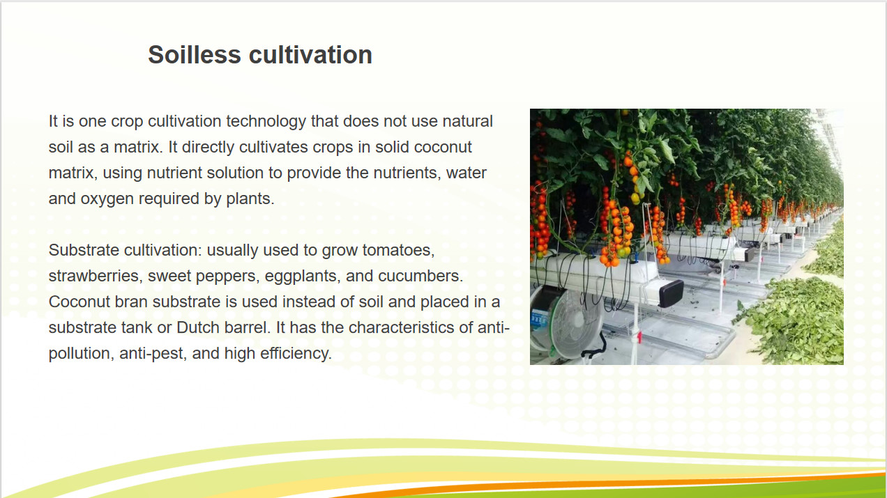 Commercial Tomato Growing Greenhouse Customized Size Rust Resistant