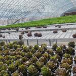 Shipping Cost and Estimated Delivery Time for Commercial Hydroponic Seeding