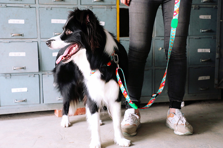 3.66m 12 Foot Anti Pull Dog Leash No Pull Lead For Dogs