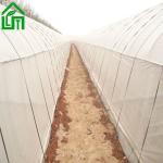 Ventilated Greenhouse Stable Structure and Sides Top Ventilation for Agriculture