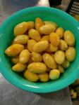 Heat Pump Dryer for drying mango