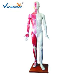 Quality 178CM Acupuncture Human Body Model wholesale