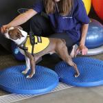 Manufacturer direct selling PVC dog flat slope training massage board