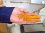 Corn Gluten Meal, for protein enhancement of animal, Non-GMO