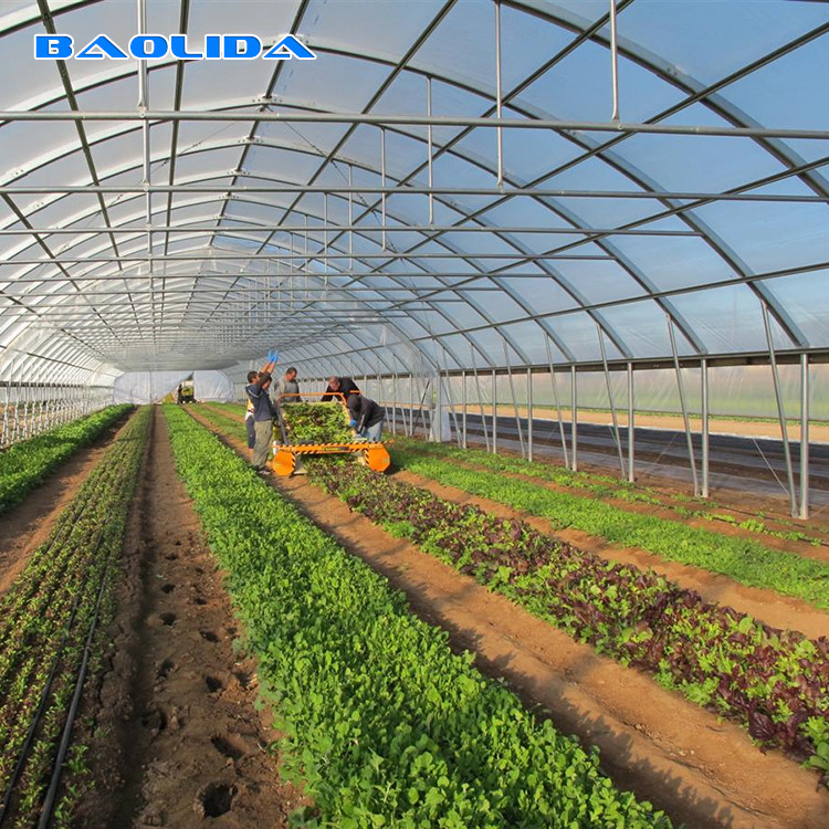 Vegetables Seeds Plastic Film Greenhouse Ventilated Multi Span Sheet Covering