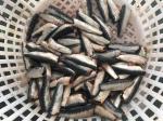 Natural Glaze HGT Fresh Frozen Sardines For Canning